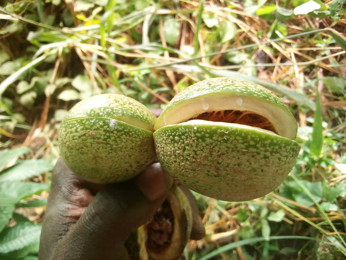 Voacanga Fruit Pods