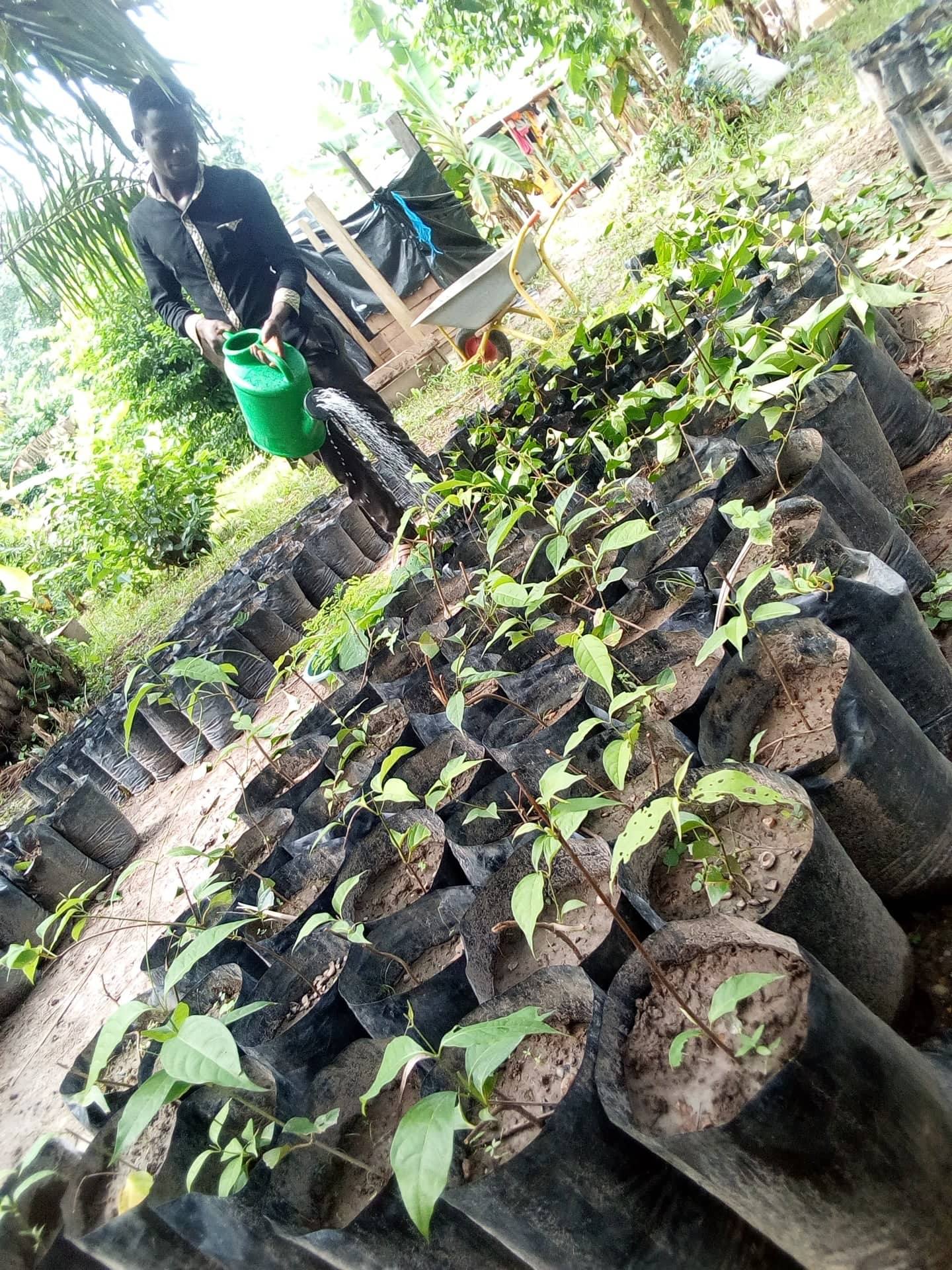 Banisteriopsis Caapi Nursery