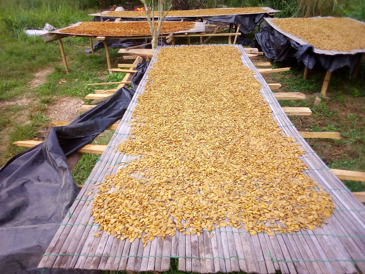 Akuamma Seeds in Bulk