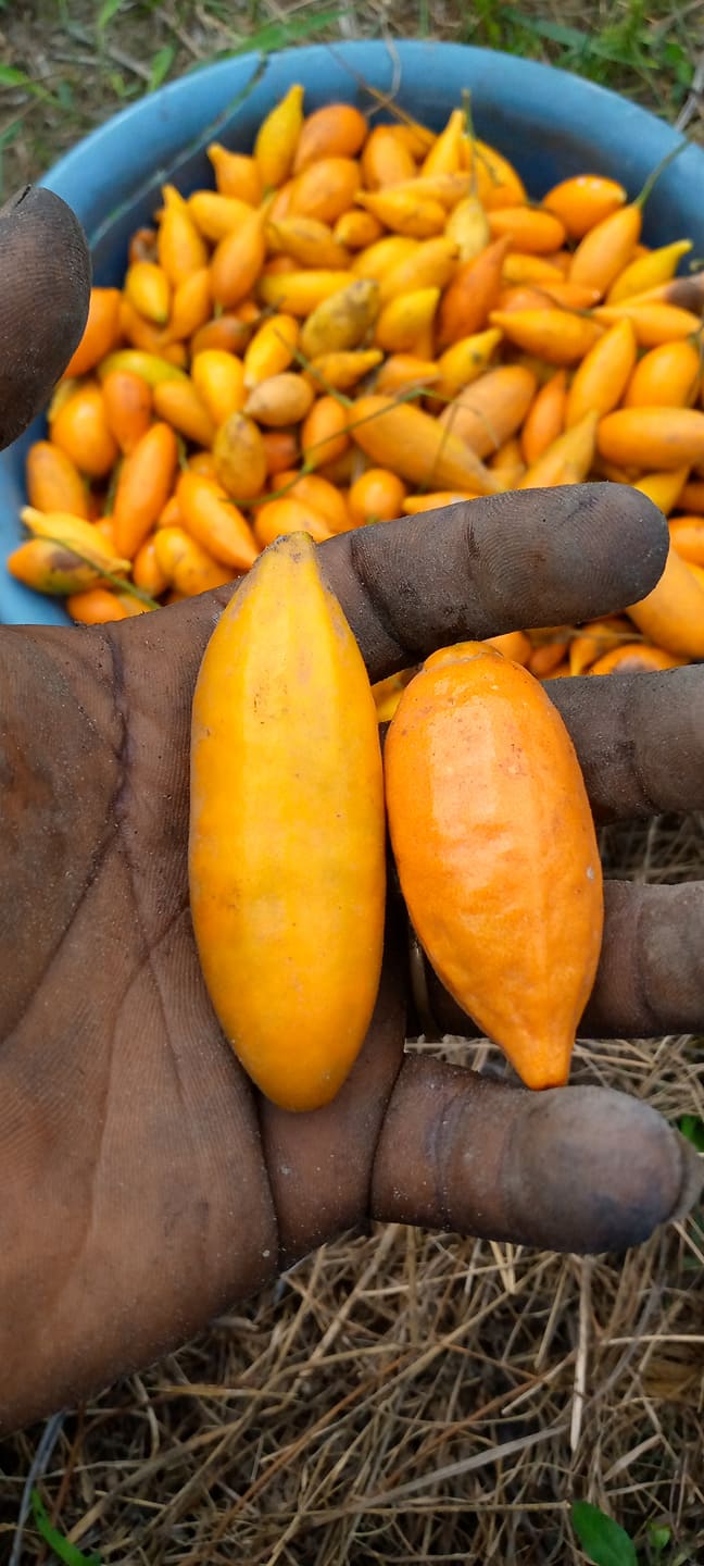 Iboga Fruit Pods ANP Farms Ltd Co.