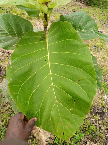African Super Stipulosa Bentuangie Kratom Powder 0.5kg to 30kg