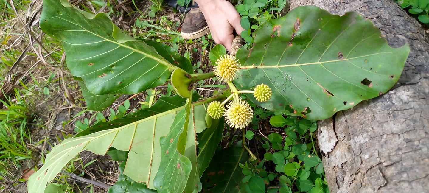 African Mitragyna Stipulosa seeds