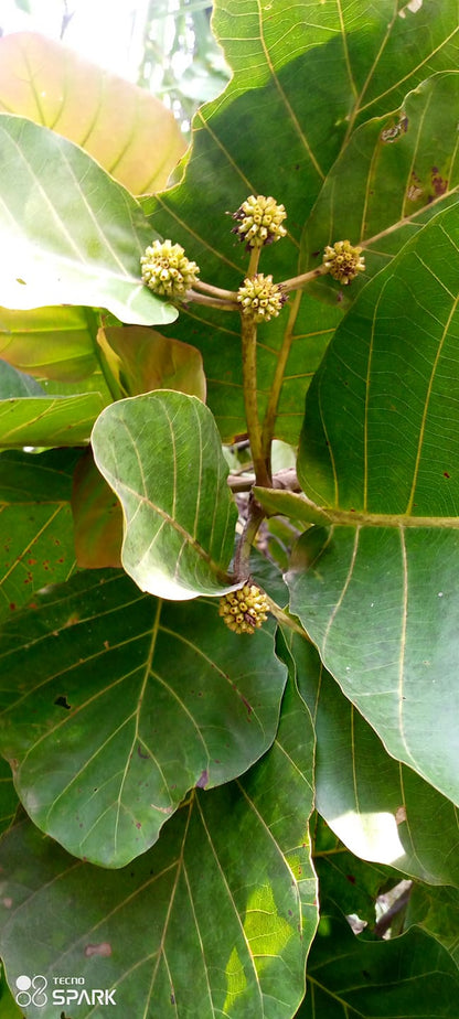 African Mitragyna Stipulosa seeds