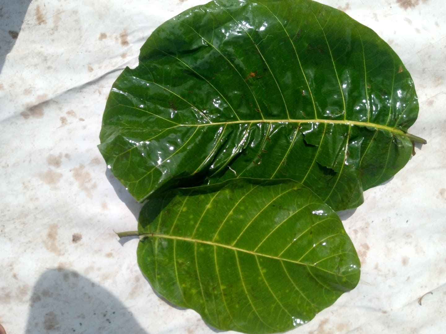African Regular Mitragyna Stipulosa 0.5kg to 30.0kg