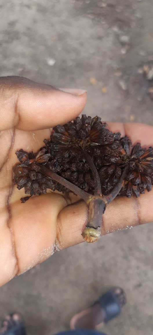 African Mitragyna Stipulosa seeds