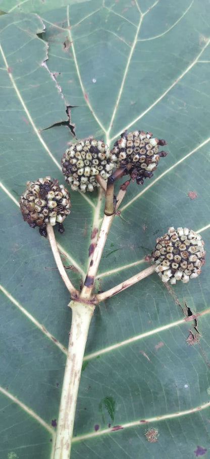 African Mitragyna Stipulosa seeds