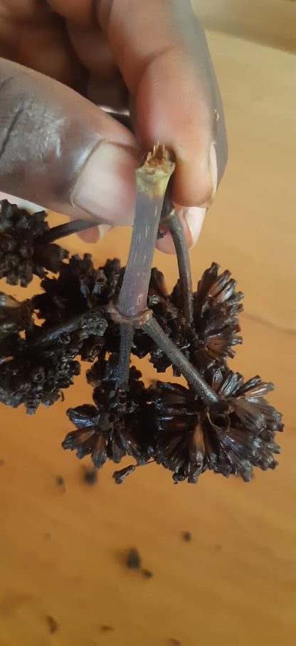 African Mitragyna Stipulosa seeds