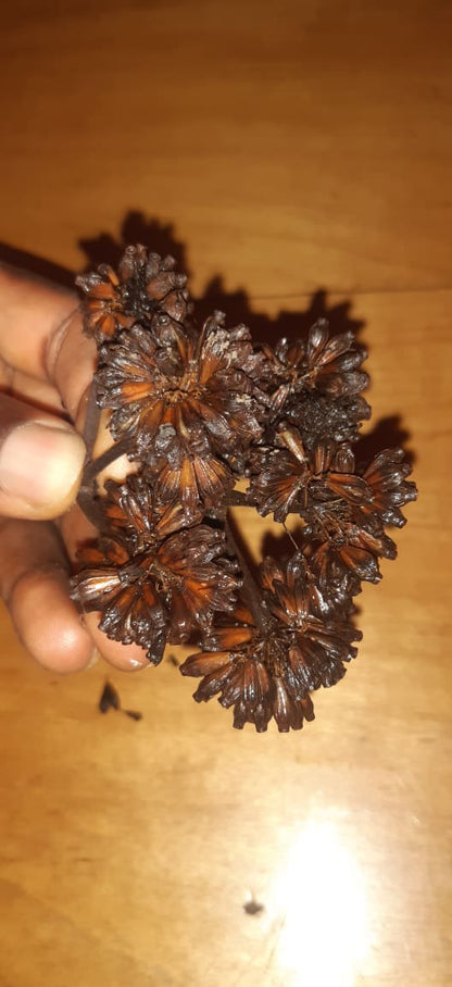African Mitragyna Stipulosa seeds