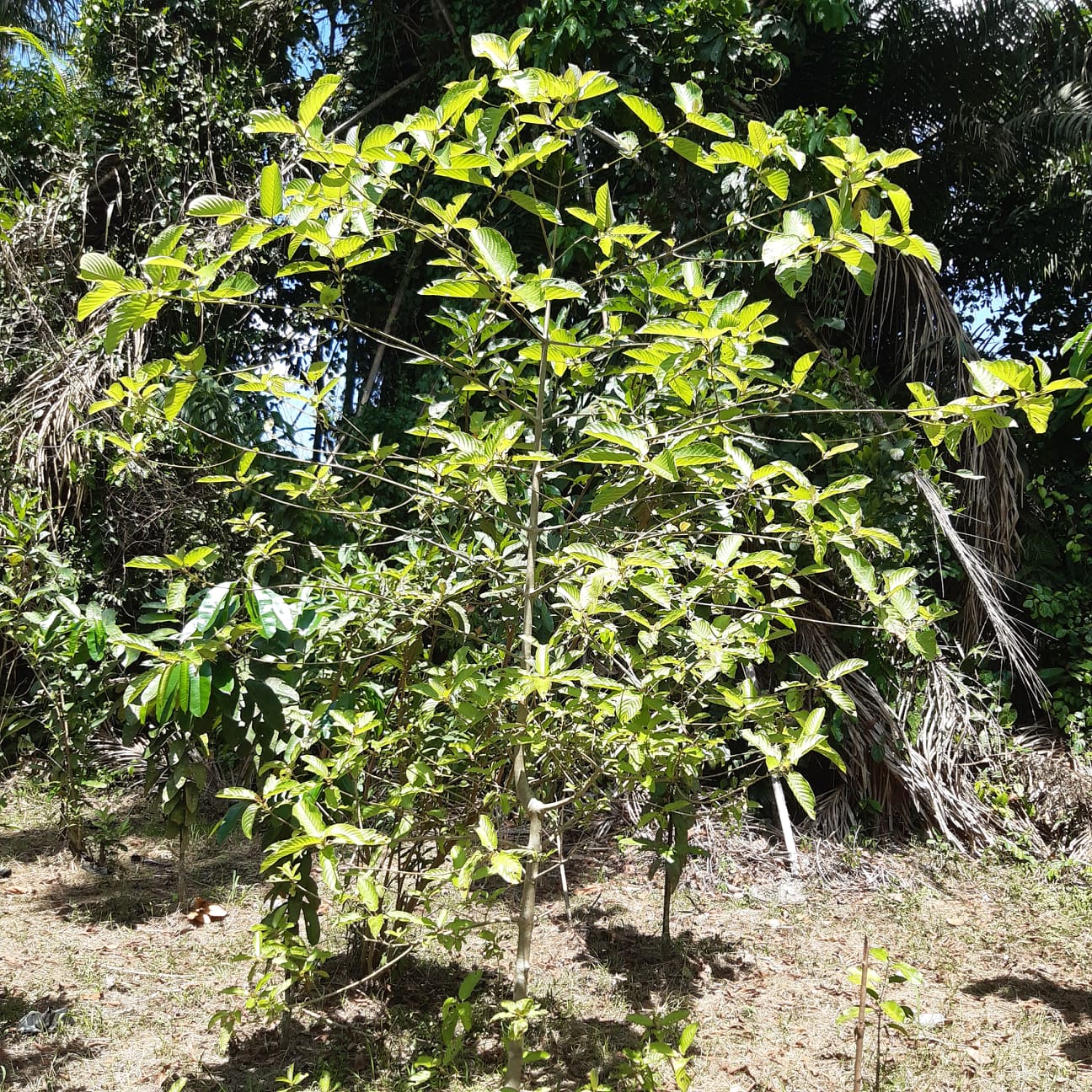 African Super Rifat Bentuagie red 0.5 kg to 30 kg