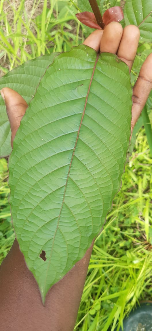 African Mitragyna Speciosa Powder 0.5kg to 30kg