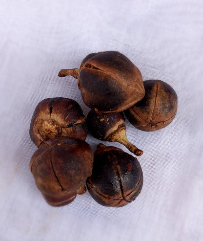 Azanza Garckeana (Snot Apple)/Goron Tula/50 Dried Fruits