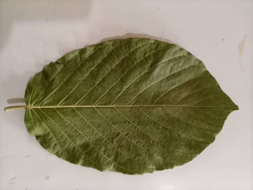 African Freeze dried Rifat leaves