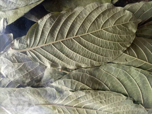 African Freeze dried Rifat leaves