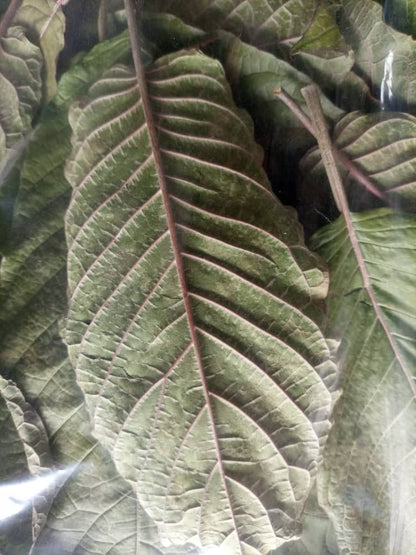 African Freeze dried Speciosa leaves