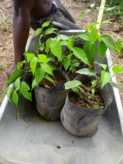 Banisteriopsis Caapi Leafs 200g - 2400g