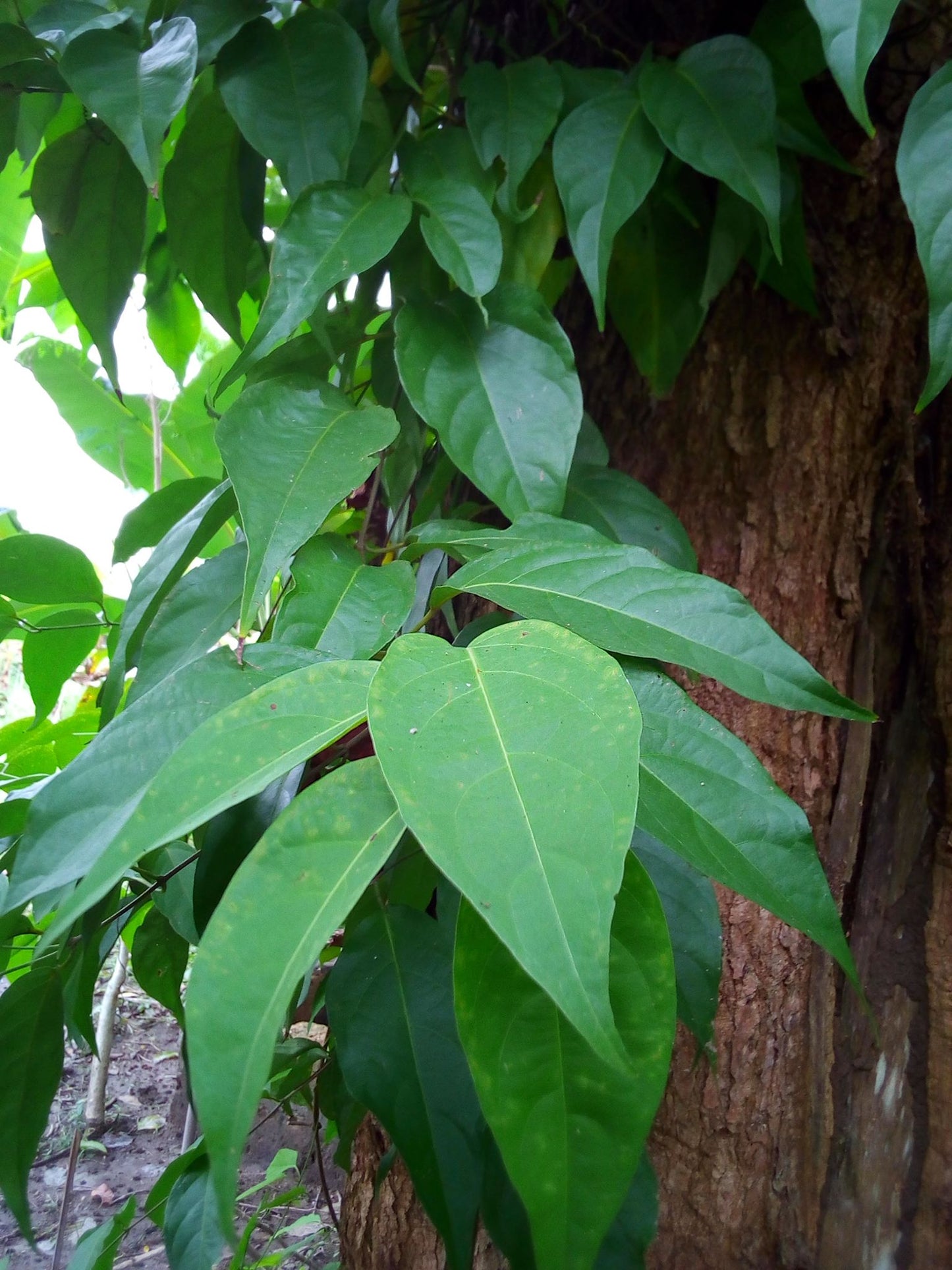 Banisteriopsis Caapi Leafs 200g - 2400g