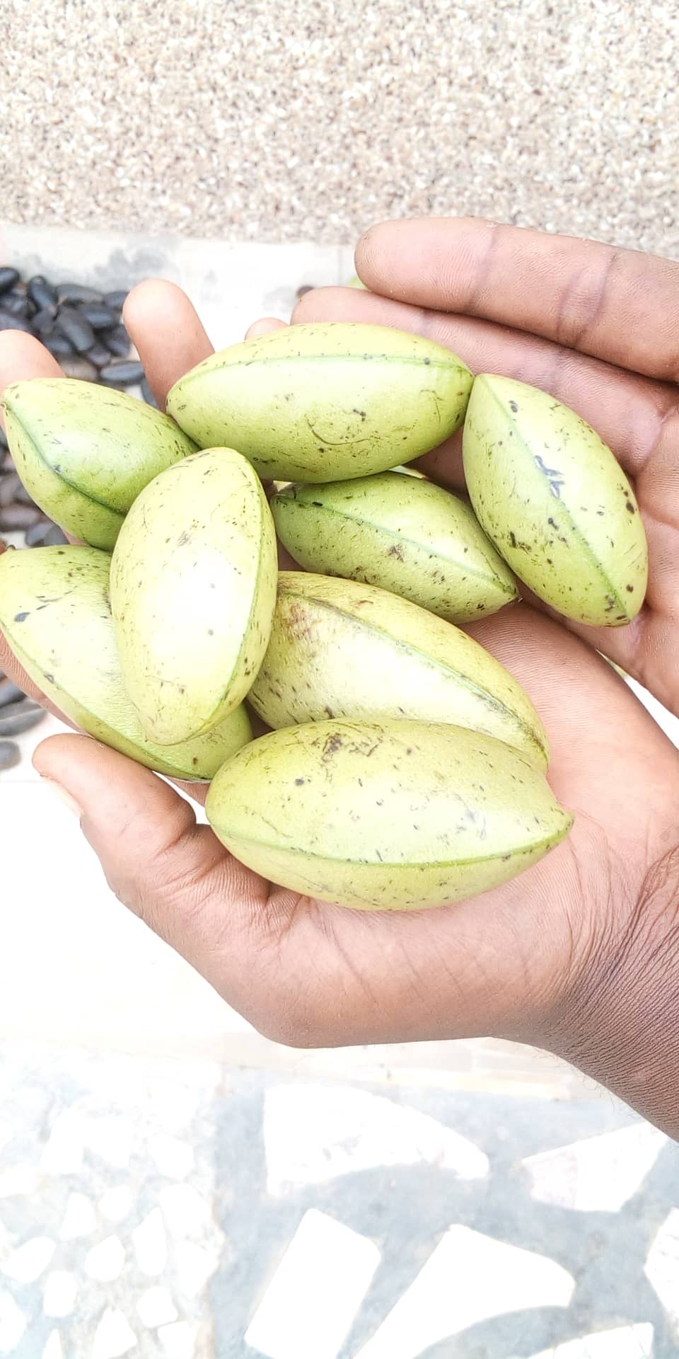 Griffonia Simplicifolia (Powpow/Kagya) Seeds100g - 500g
