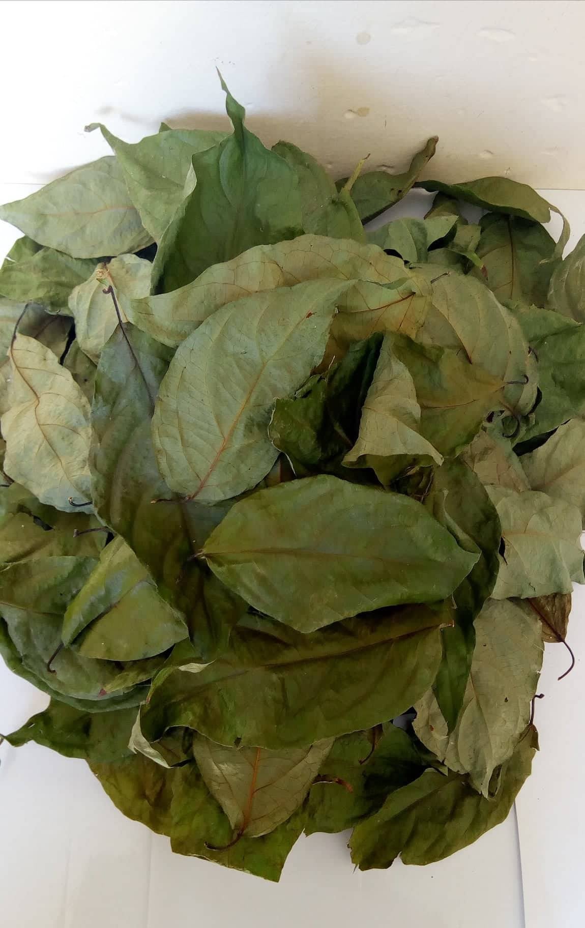 Banisteriopsis Caapi Leafs 200g - 2400g