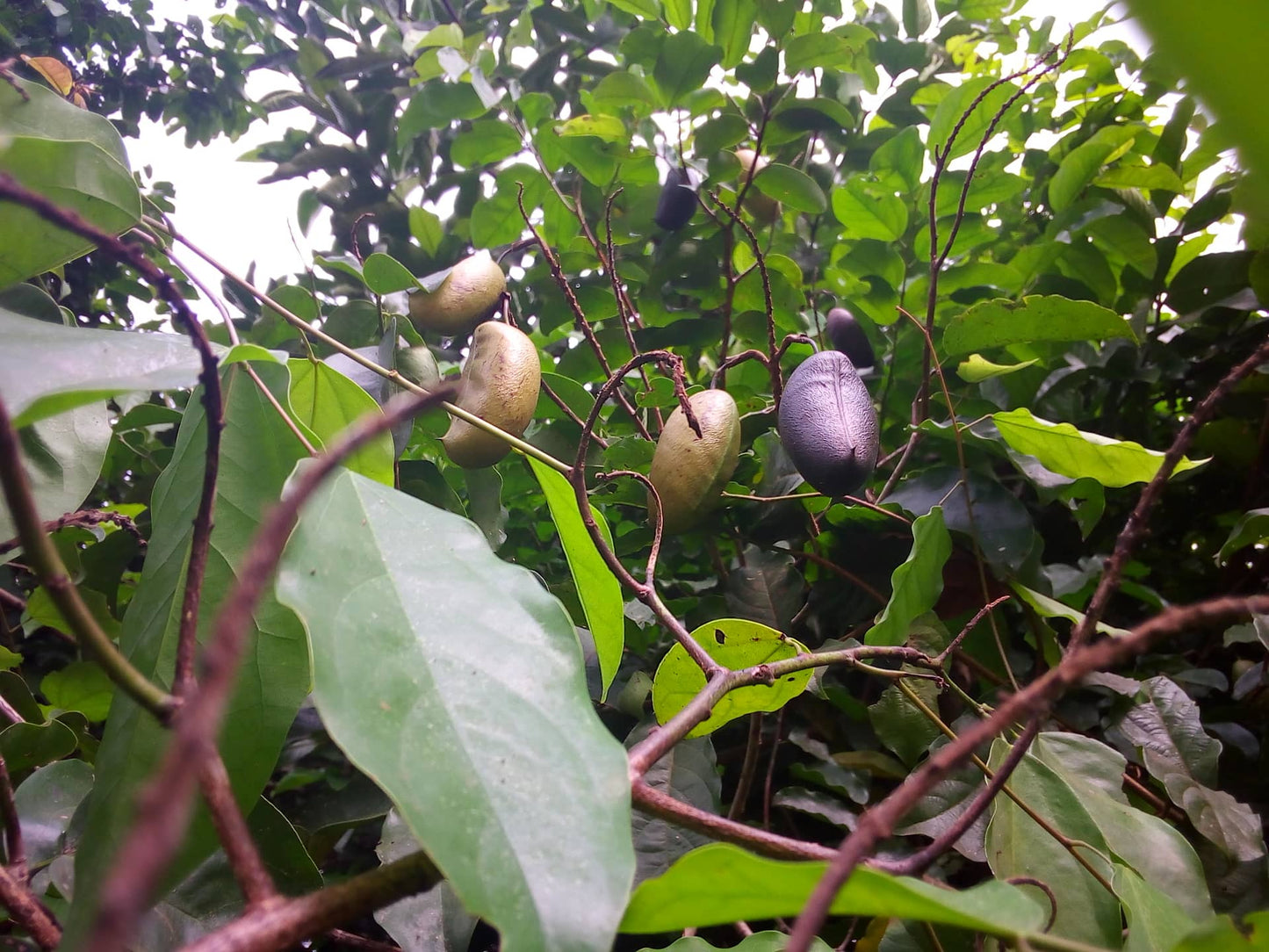 Griffonia Simplicifolia (Powpow/Kagya) Seeds100g - 500g