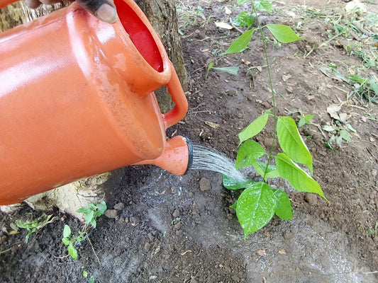 Banisteriopsis Caapi Nursery