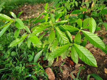 Psychotria Viridis Rooted Leaf