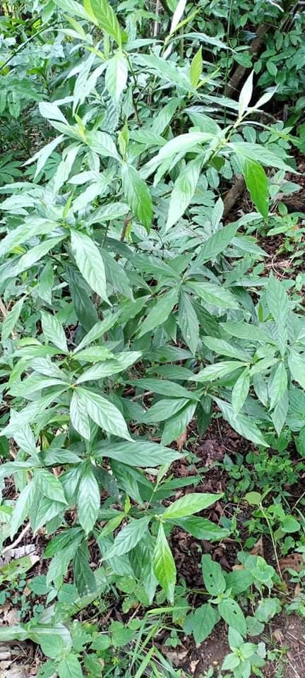 Viridis Leaves