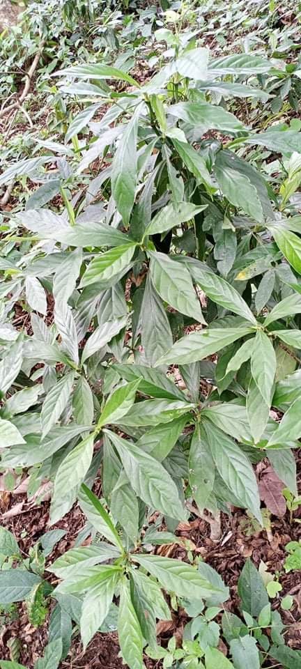 Viridis Leaves