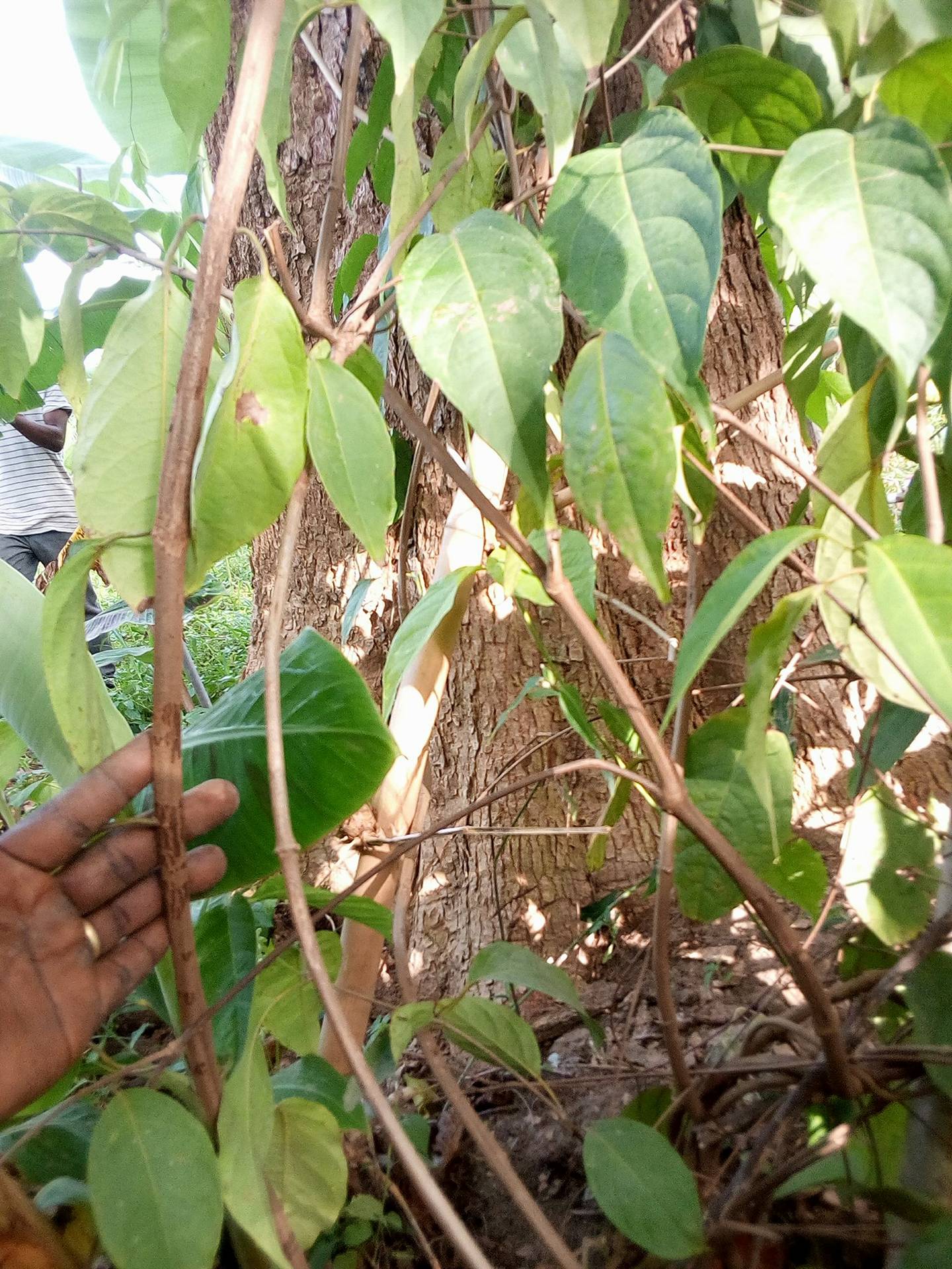 Banisteriopsis Caapi Nursery