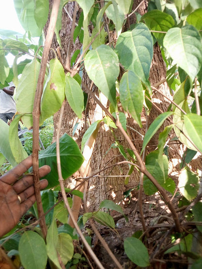 Banisteriopsis Caapi Nursery