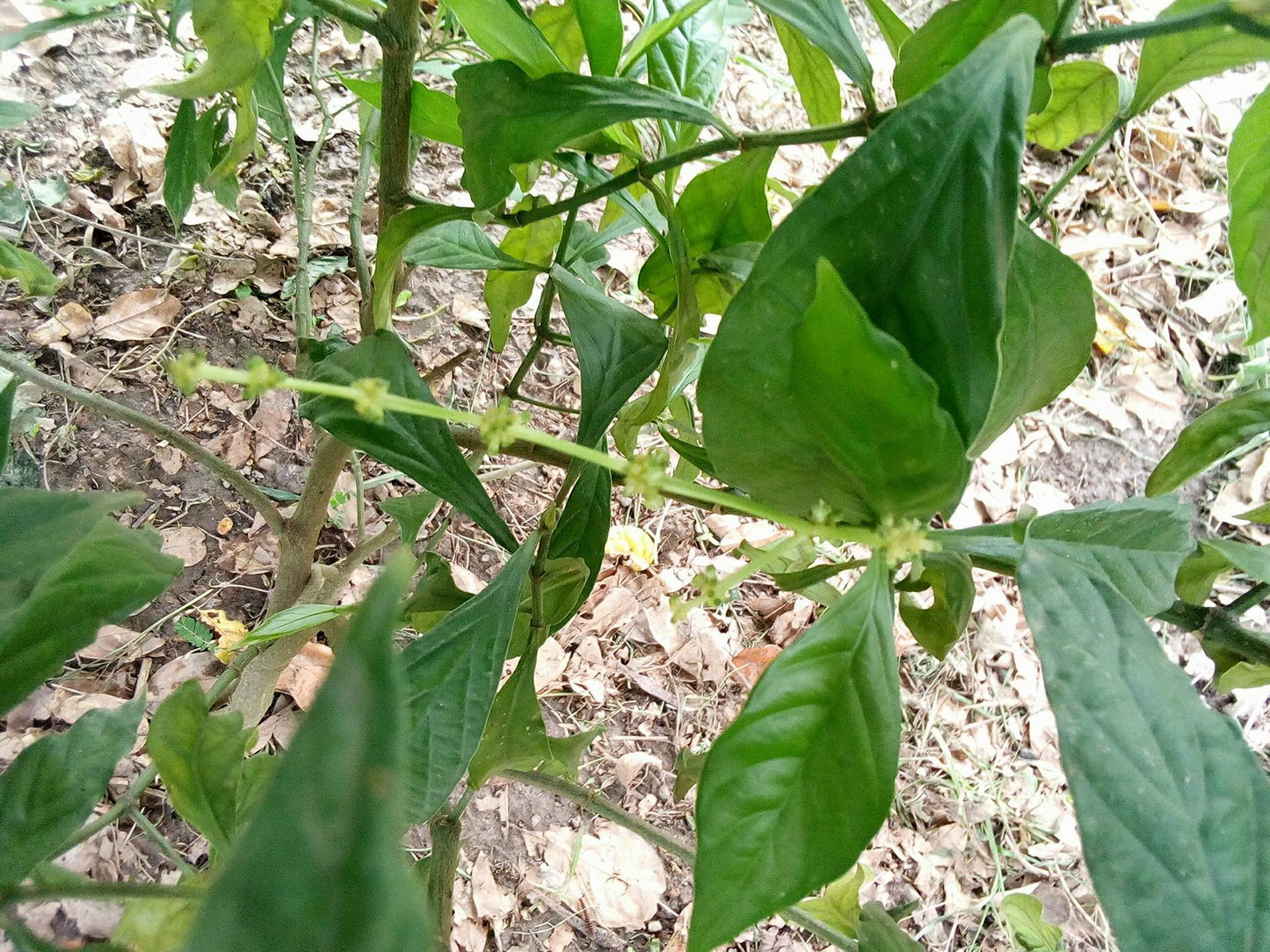 Psychotria Viridis Rooted Leaf