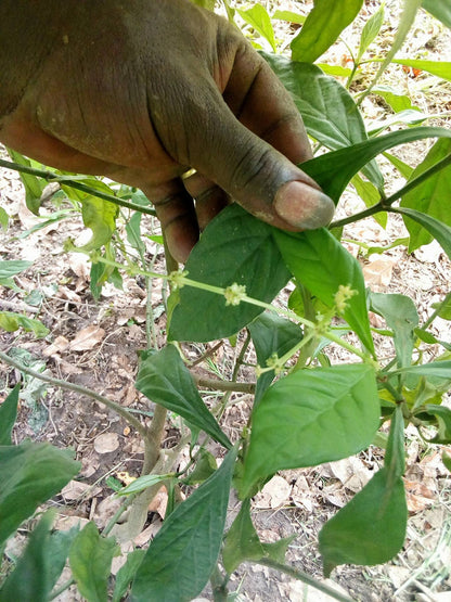 Psychotria Viridis Rooted Leaf