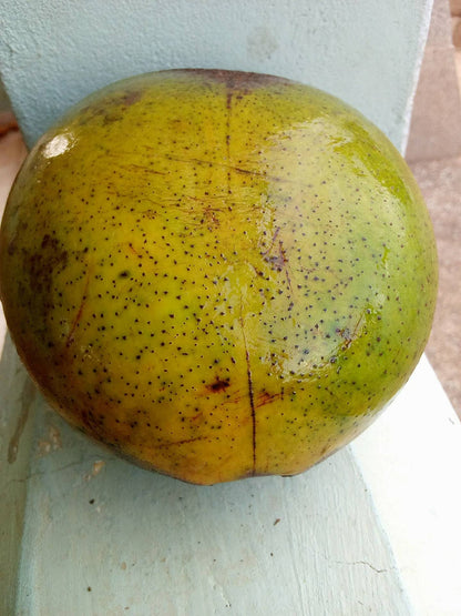 Akuamma Fruit Pods