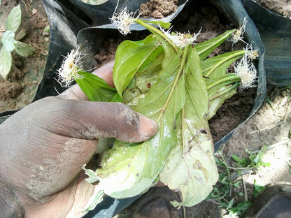 Psychotria Viridis Rooted Leaf