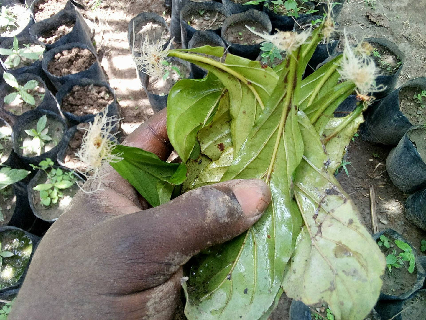 Psychotria Viridis Rooted Leaf