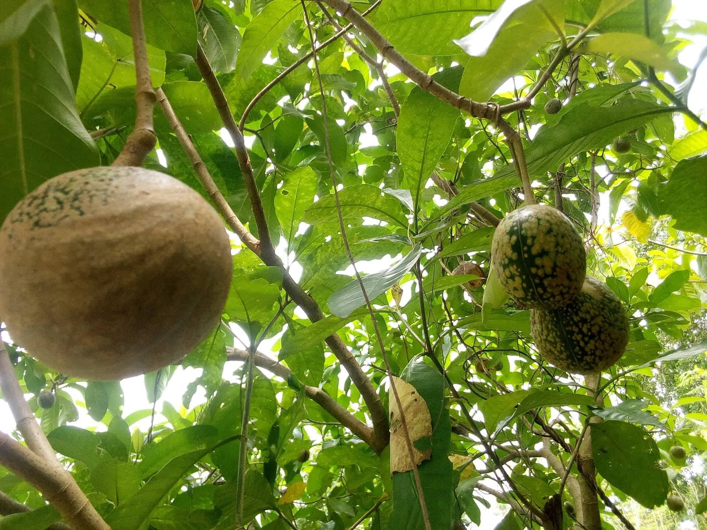 Voacanga Fruit Pods