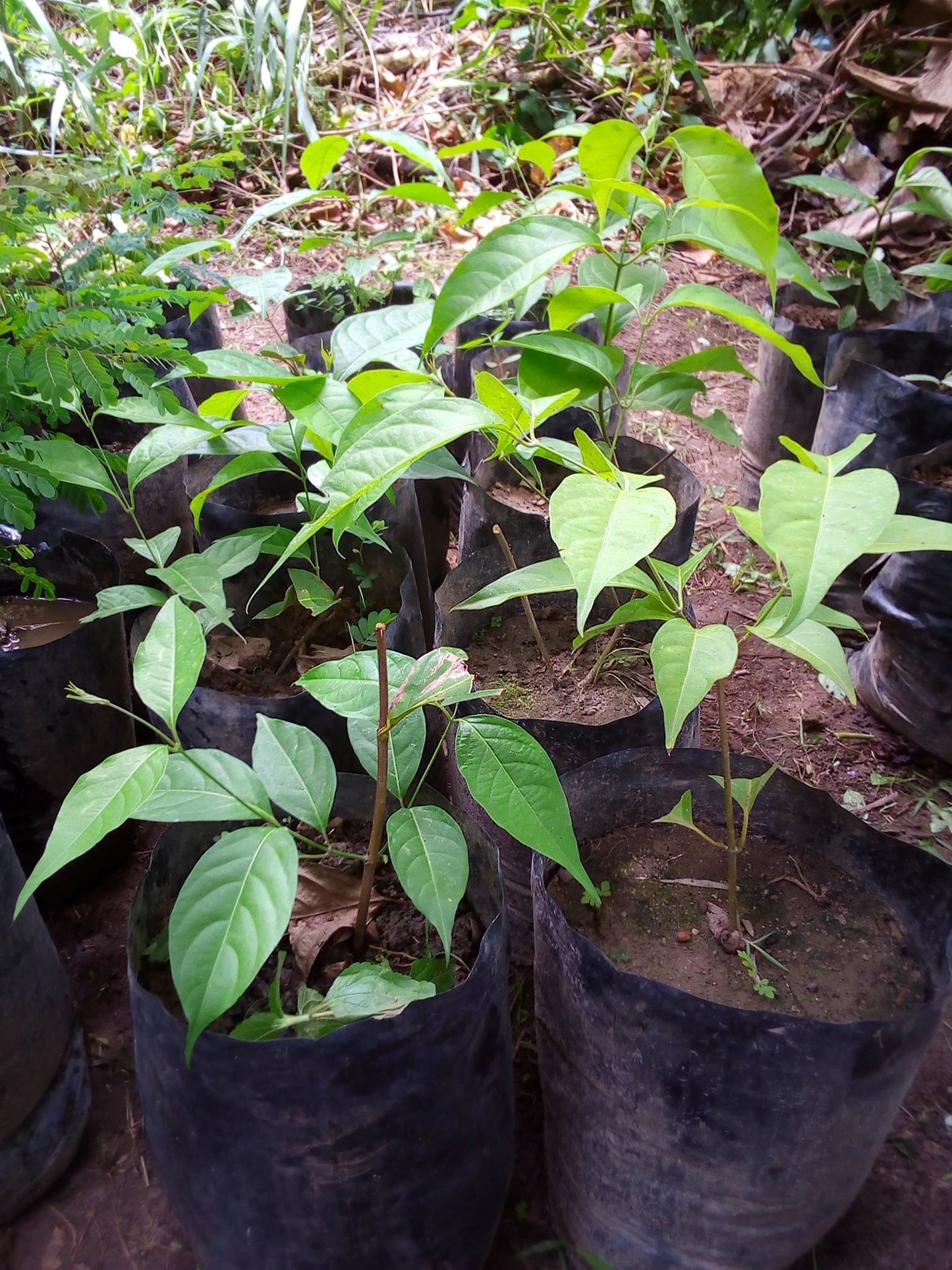Banisteriopsis Caapi Nursery