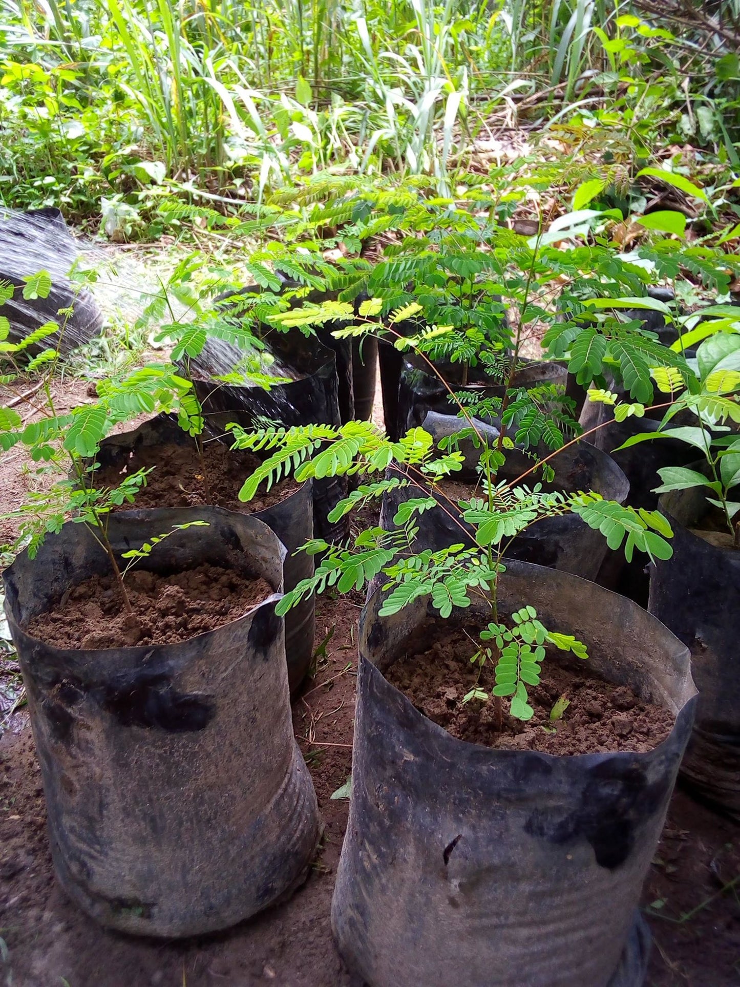 Mimosa Nursery