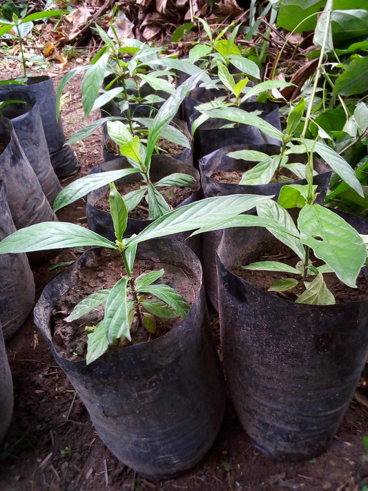 Psychotria Viridis Nursery