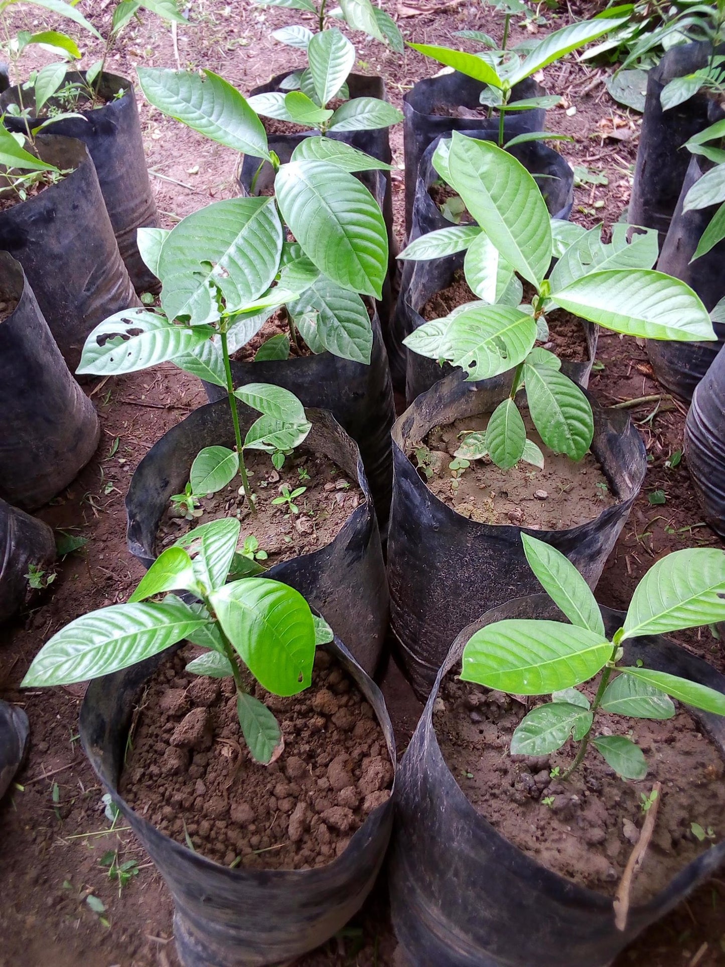 Psychotria Colorata Nursery