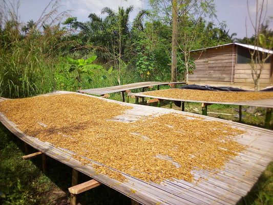 Akuamma Seeds in Bulk