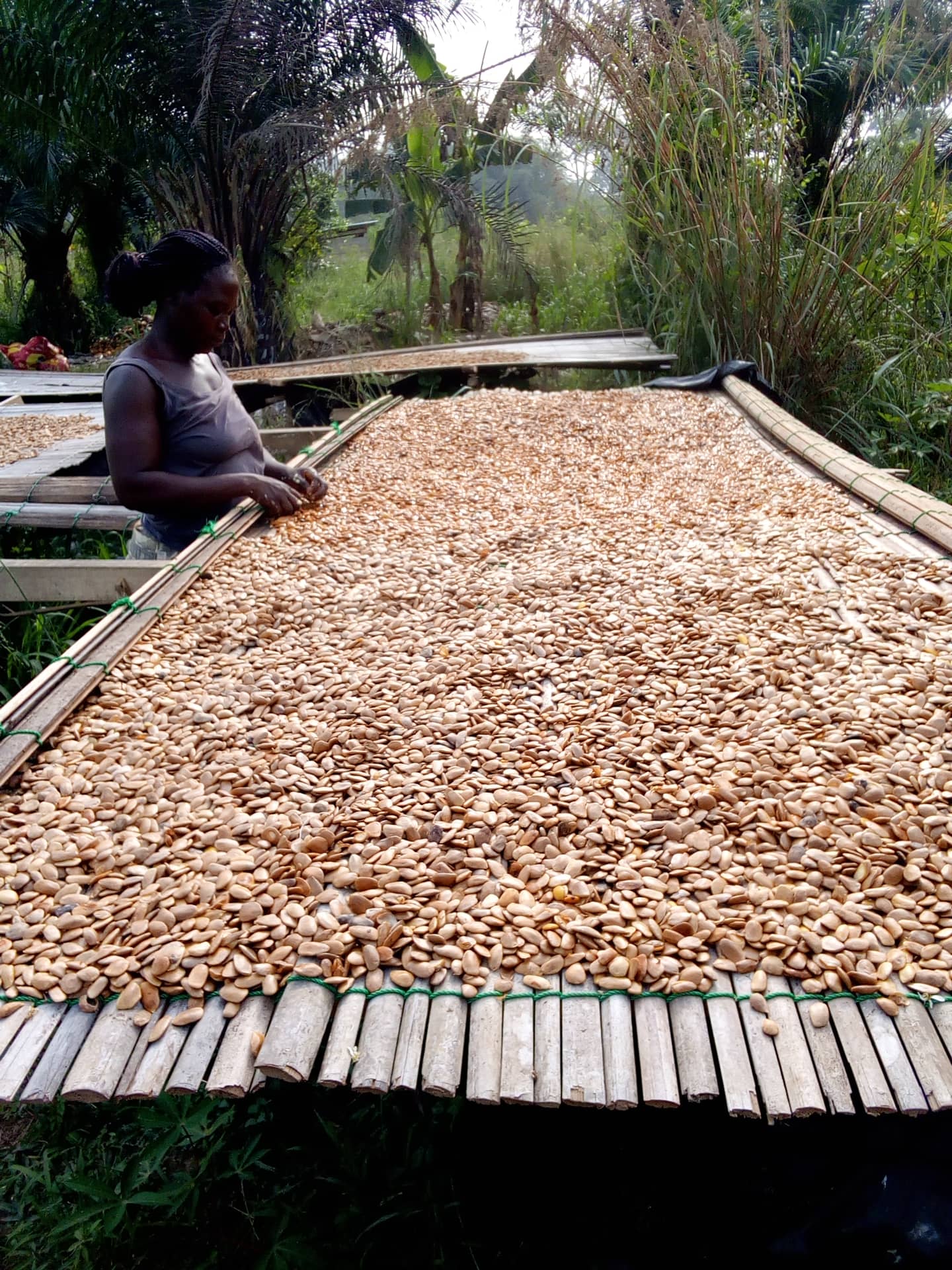 Akuamma Seeds in Bulk