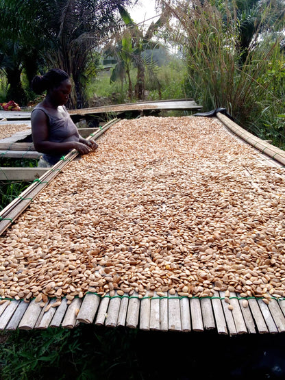 Akuamma Seeds in Bulk