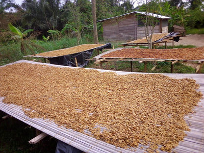 Akuamma Seeds in Bulk