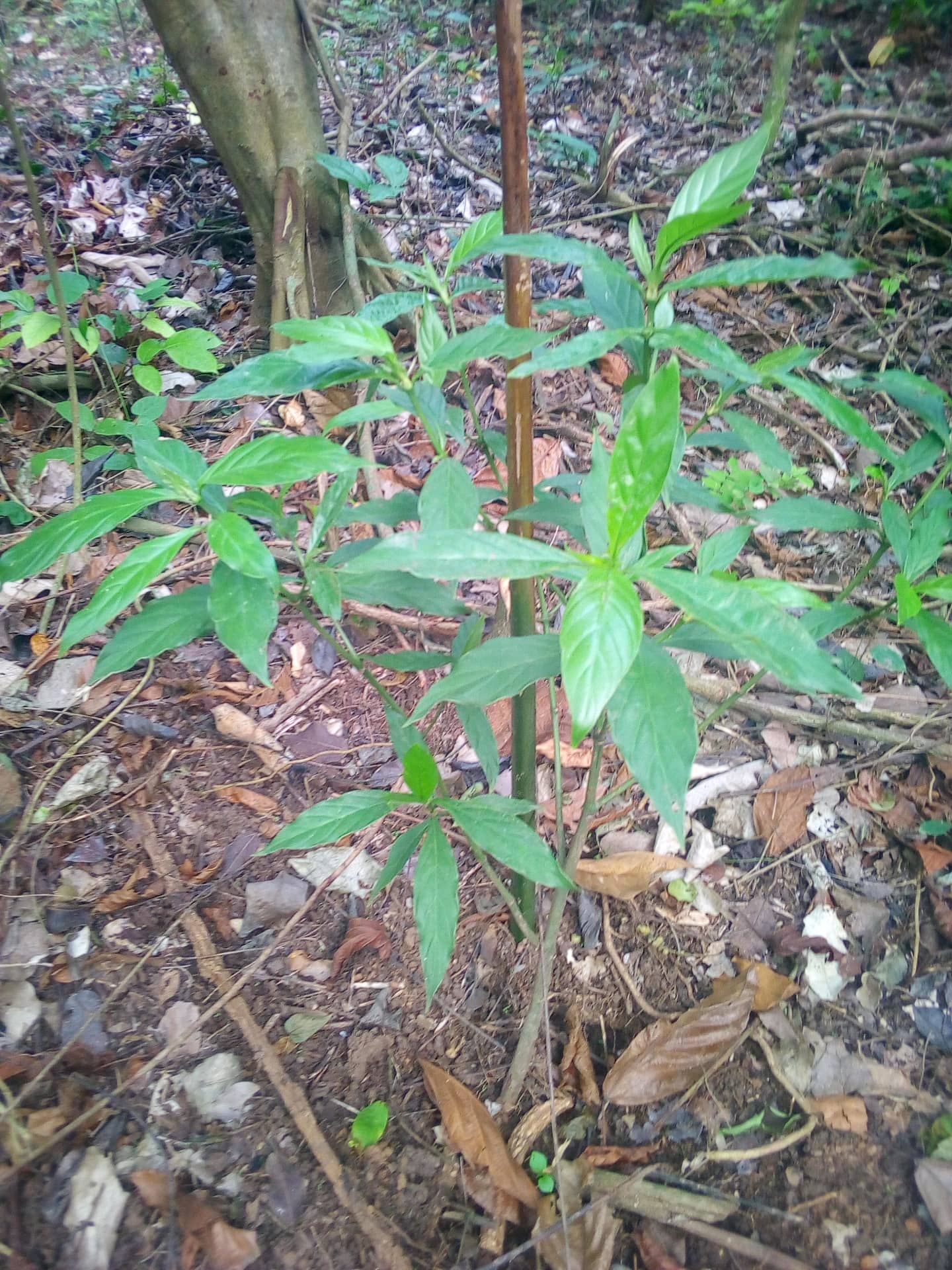 Psychotria Viridis Nursery