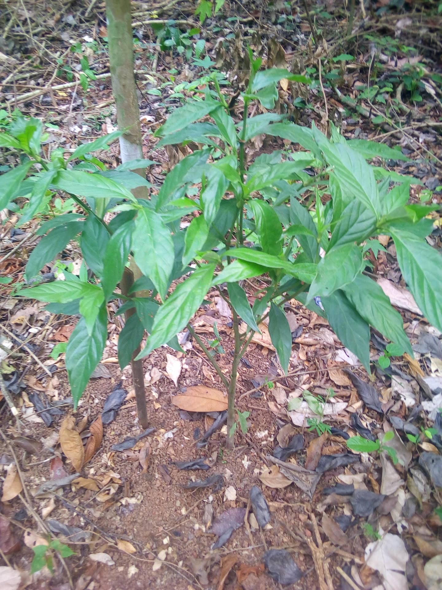 Psychotria Viridis Nursery
