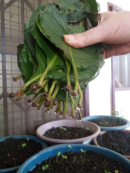 Psychotria Colorata Rooted Leaf