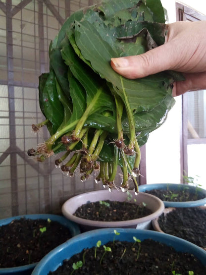 Psychotria Colorata Rooted Leaf