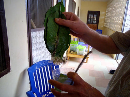 Psychotria Colorata Rooted Leaf