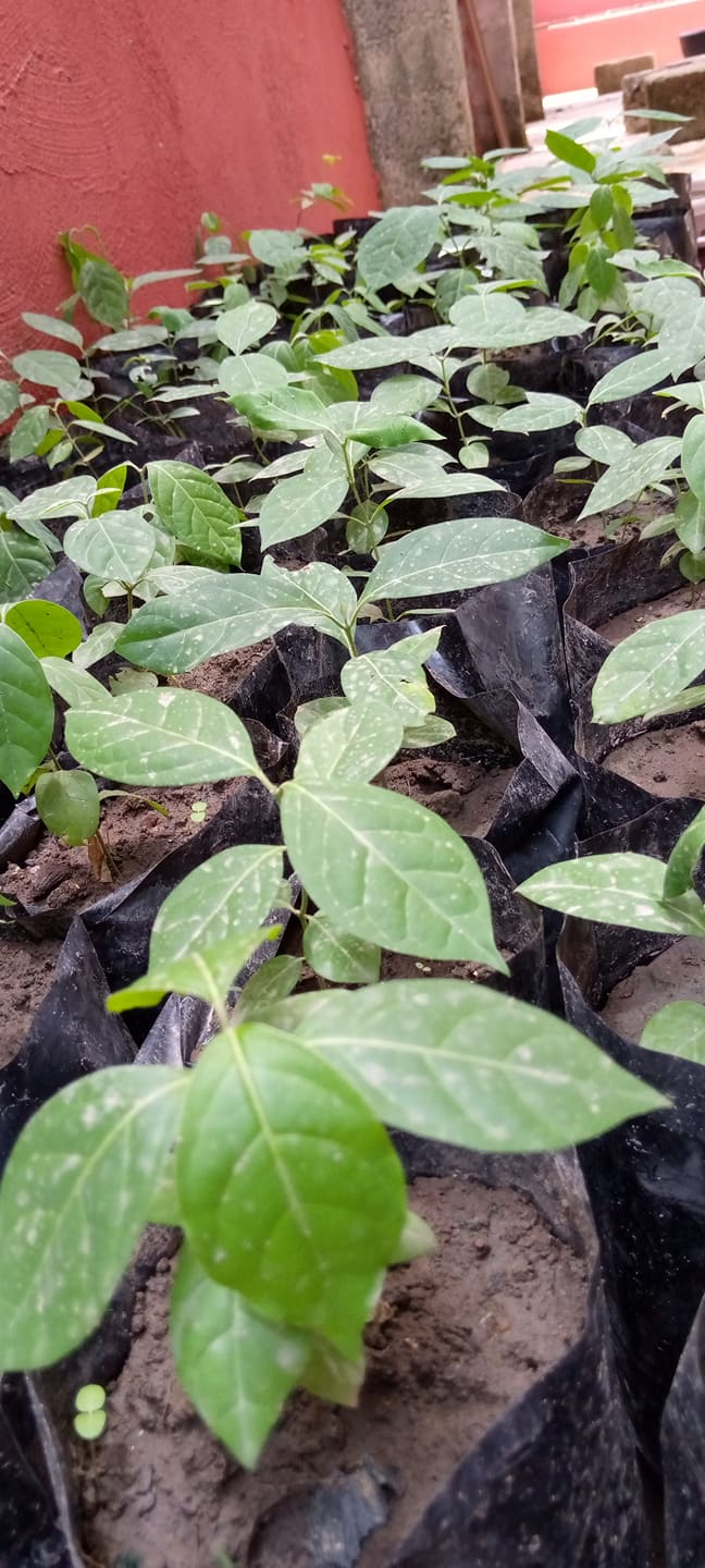 Banisteriopsis Caapi Nursery