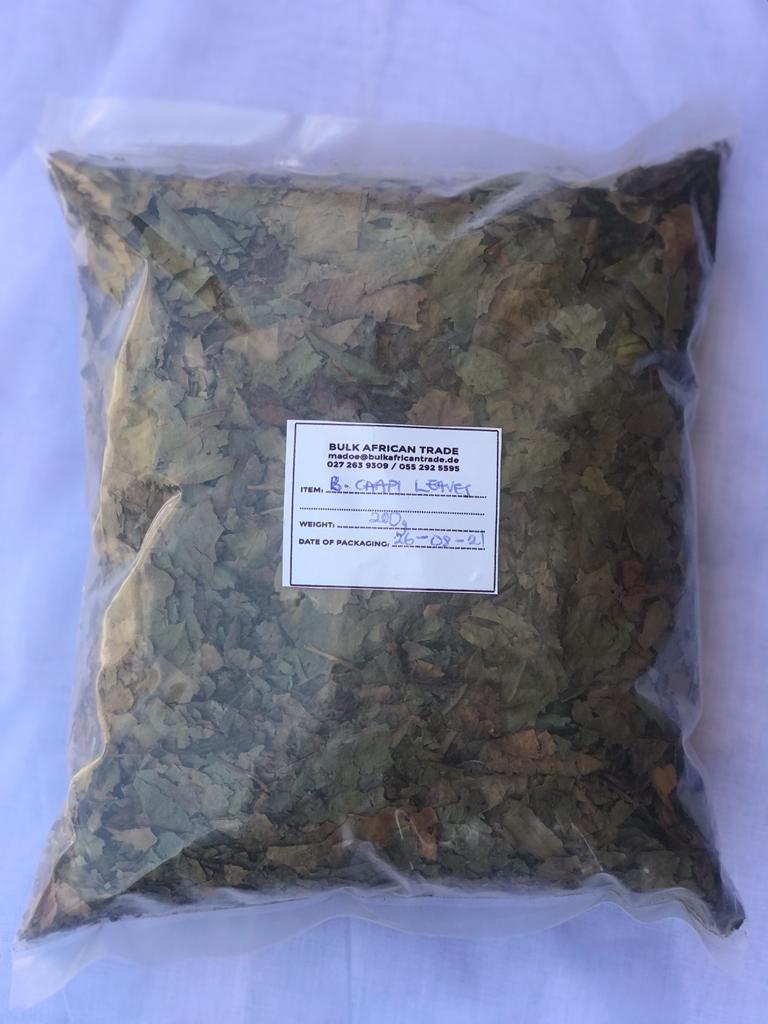 Banisteriopsis Caapi Leafs 200g - 2400g